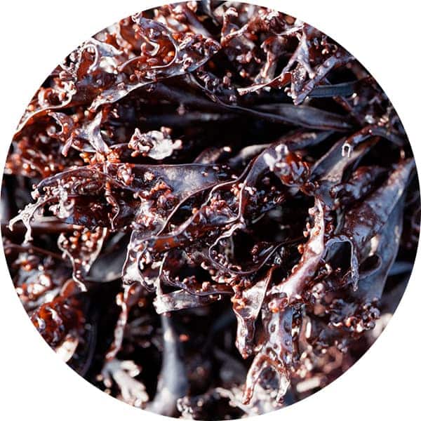 Chondrus Crispus