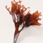 Ingredient Chondrus Crispus