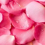 Ingrédient eau de rose