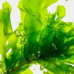 Ingredient Ulva Lactuca