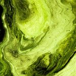 Lotion tonique algues & malachite 2