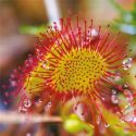 extrait-de-drosera