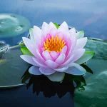Gommage Coquilles d'Huîtres & Lotus Sacré 2