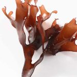 Ingrédient Chondrus crispus