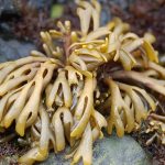 Ingrédient Pelvetia Caniculata