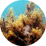 Ingrédient Sealuliss